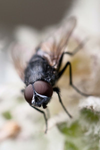 fly control lake balboa ca