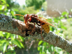 hornet control lake balboa ca
