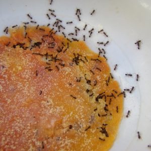 ants-control-services-lake-balboa-ca