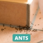 lake-balboa-los-angeles-ant-control-services