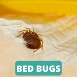 lake-balboa-los-angeles-bed-bug-control-services