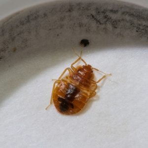 lake-balboa-los-angeles-bed-bug-extermination-services