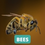 lake-balboa-los-angeles-bee-control-services