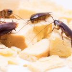 lake-balboa-los-angeles-cockroach-control-services