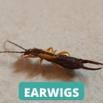 lake-balboa-los-angeles-earwig-control-services