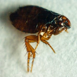 lake-balboa-los-angeles-flea-control-in-home