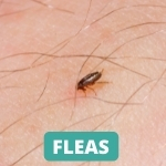 lake-balboa-los-angeles-flea-control-services