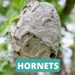 lake-balboa-los-angeles-hornet-control-services