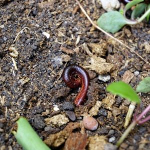 lake-balboa-los-angeles-millipede-control-in-home