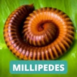 lake-balboa-los-angeles-millipede-control-services