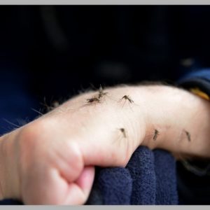 lake-balboa-los-angeles-mosquito-control-in-home