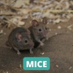 lake-balboa-los-angeles-mouse-control-services