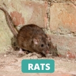 lake-balboa-los-angeles-rat-control-services
