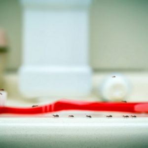 lake-balboa-los-angeles-residential-extermination