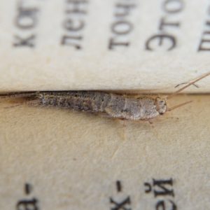 lake-balboa-los-angeles-silverfish-control-in-home