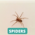 lake-balboa-los-angeles-spider-control-services