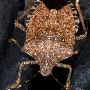 lake-balboa-los-angeles-stink-bug-control-in-home