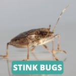 lake-balboa-los-angeles-stink-bug-control-services