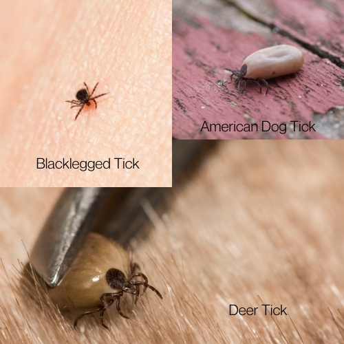 lake-balboa-los-angeles-tick-control-in-home