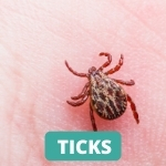 lake-balboa-los-angeles-tick-control-services