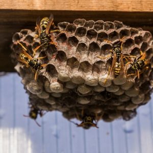 lake-balboa-los-angeles-wasp-control-in-home