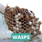 lake-balboa-los-angeles-wasp-control-services