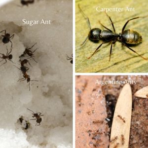 ants-species-in-california
