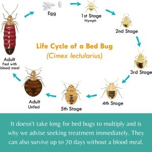 lake-balboa-los-angeles-bed-bug-control-services