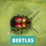 lake-balboa-los-angeles-beetle-control-services