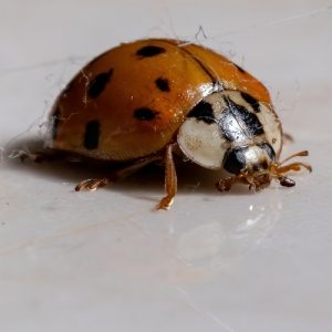 lake-balboa-los-angeles-beetle-extermination