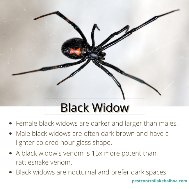 lake-balboa-exterminators-black-widow-spiders