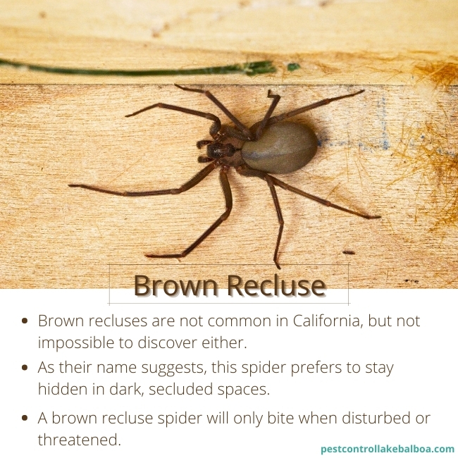 lake-balboa-exterminators-brown-recluse-spiders