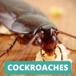 lake-balboa-los-angeles-cockroach-control-services