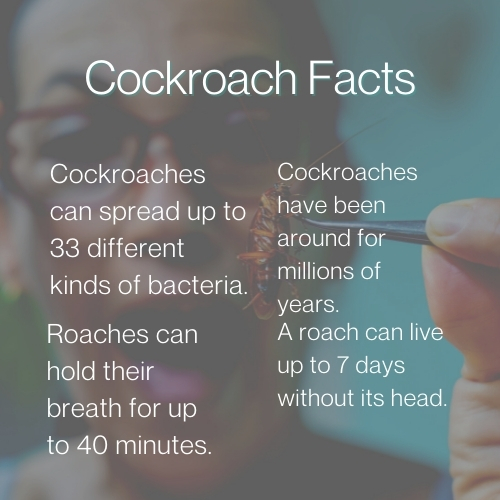 lake-balboa-los-angeles-cockroach-facts