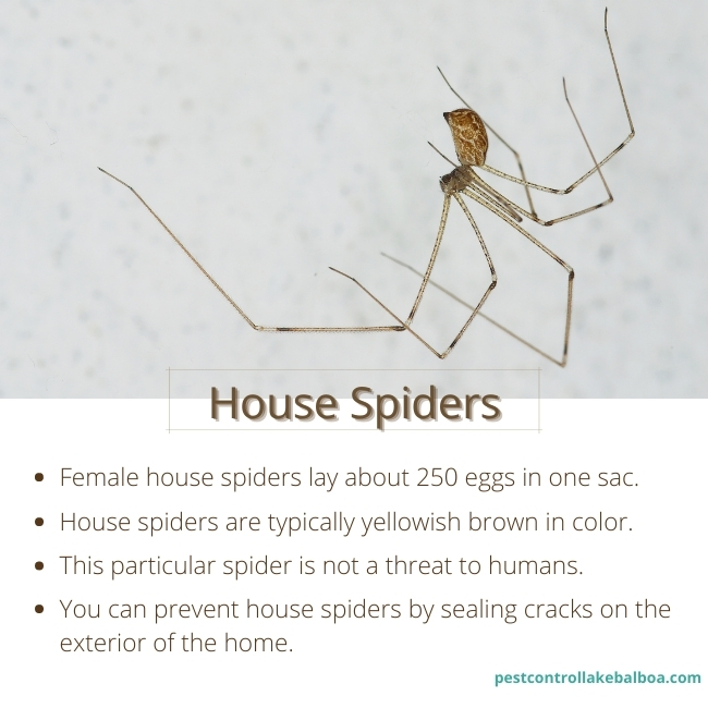 lake-balboa-exterminators-house-spiders
