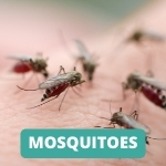 lake-balboa-los-angeles-mosquito-control-services