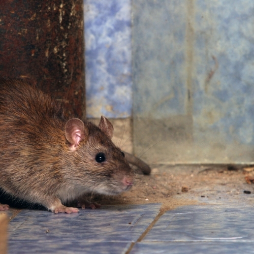 Rats - Quality Pest & Rodent Exterminators