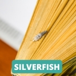 lake-balboa-los-angeles-silverfish-control-services