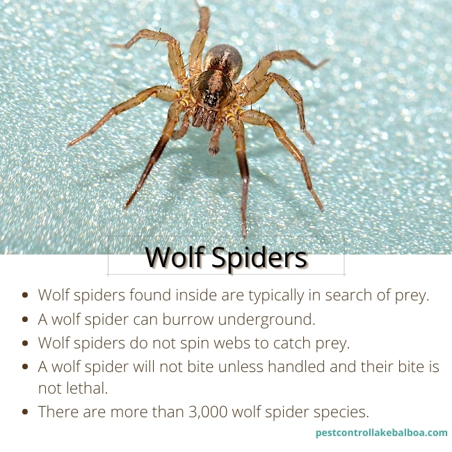 lake-balboa-exterminators-wolf-spiders